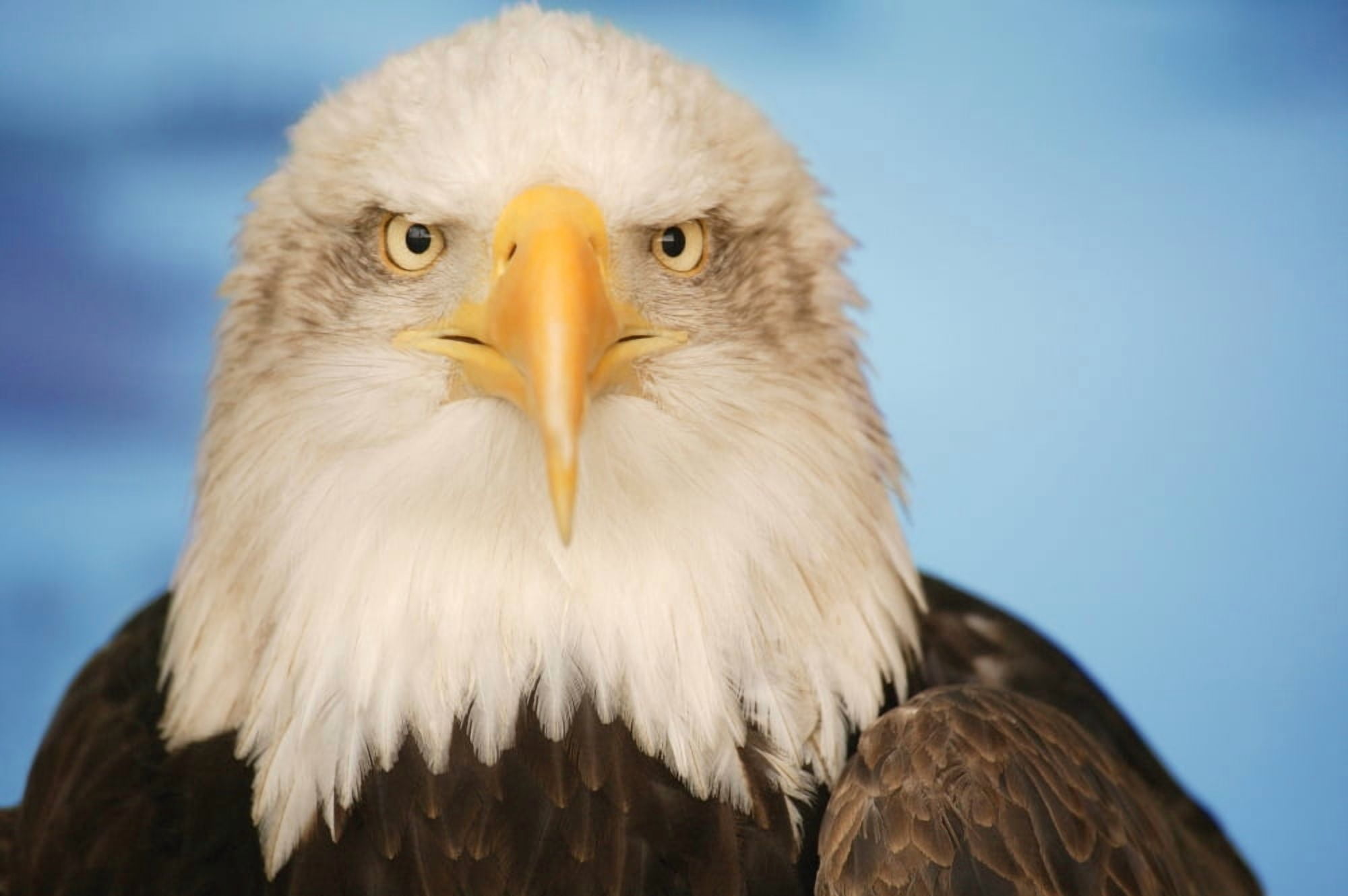Portrait Of A Bald Eagle Canvas Art - Don Hammond Design Pics (17 x 11)