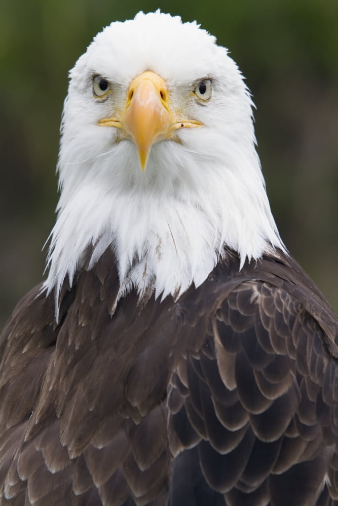 Portrait Of A Bald Eagle In Gaspesie National ParkQuebec Canada Canvas Art - Philippe Henry Design Pics (12 x 19)