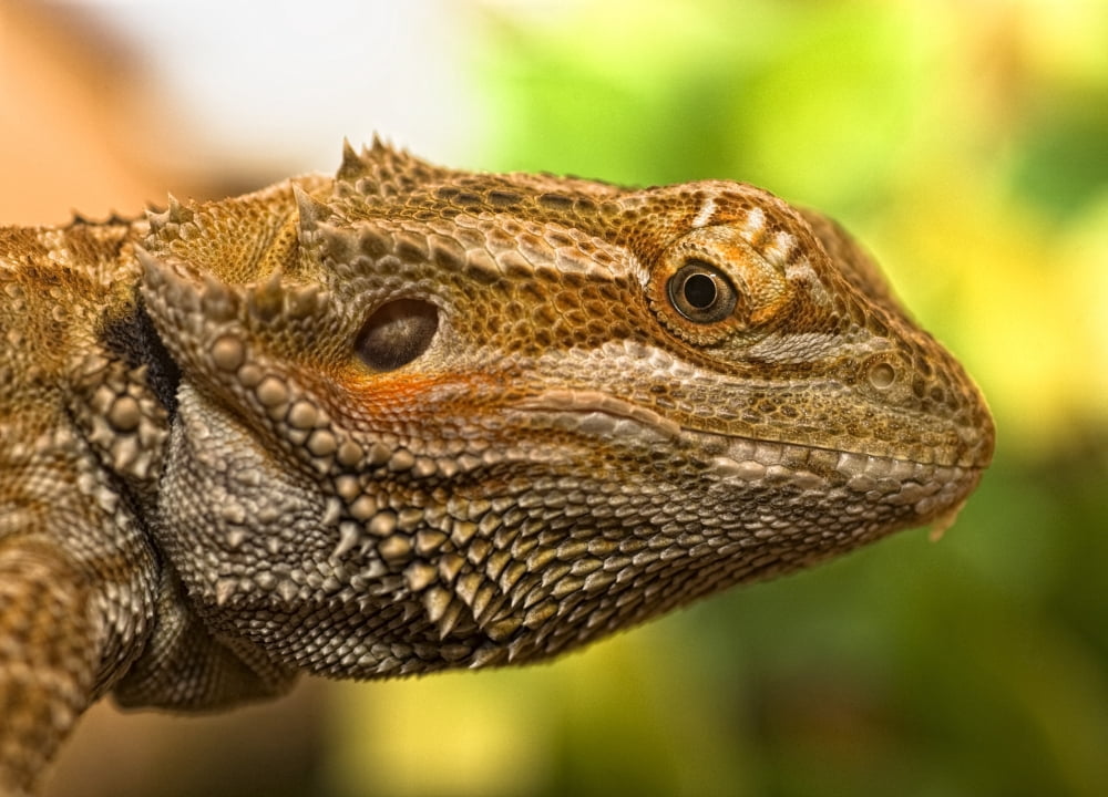 Portrait Of A Bearded Dragon Canvas Art - John Short Design Pics (34 x 24)