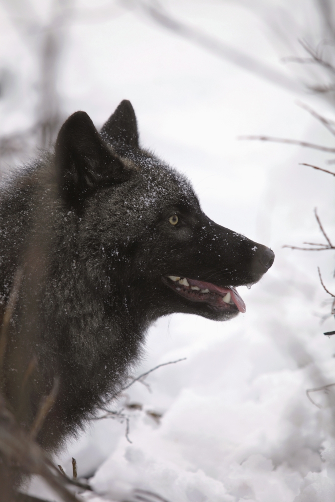 Portrait Of A Black Wolf Eureka Pass Southcentral Alaska Winter Canvas Art - Calvin Hall Design Pics (24 x 36)