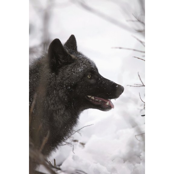 Portrait Of A Black Wolf Eureka Pass Southcentral Alaska Winter Canvas Art - Calvin Hall Design Pics (24 x 36)