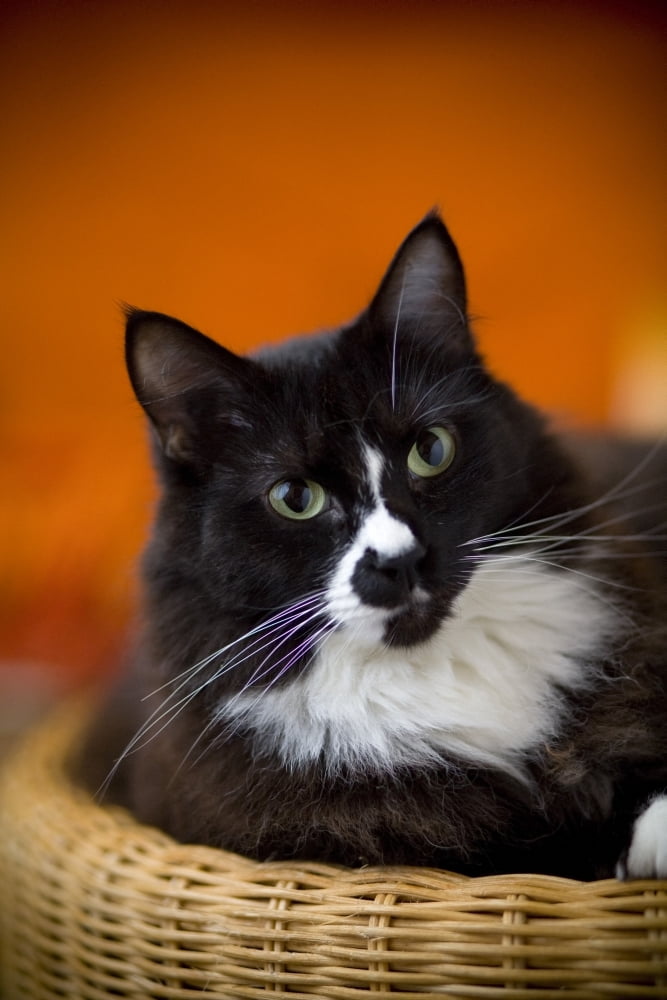 Portrait Of A Cat Canvas Art - David DuChemin Design Pics (24 x 38)