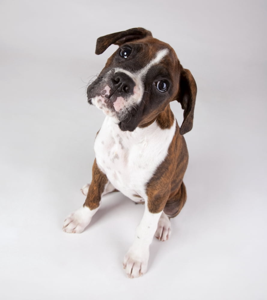 Portrait Of A Dog Canvas Art - Leah Hammond Design Pics (13 x 15)