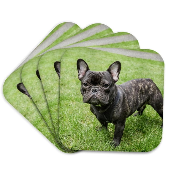 3drose, Portrait of a French Bulldog Also Known as the Frenchie., Set of 4 Coasters - Soft
