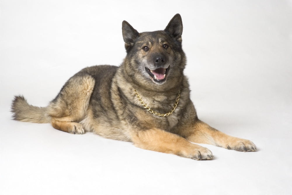 Portrait Of A German Shepherd Dog Canvas Art - Corey Hochachka Design Pics (17 x 11)