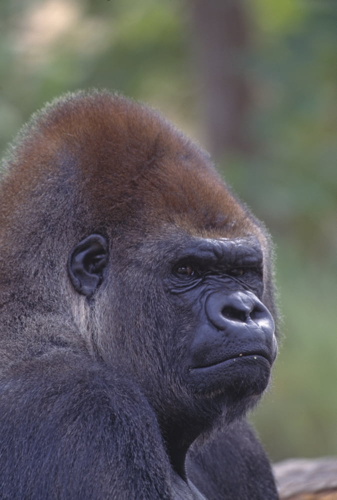 Portrait Of A Gorilla Canvas Art - Natural Selection David Ponton Design Pics (22 x 32)