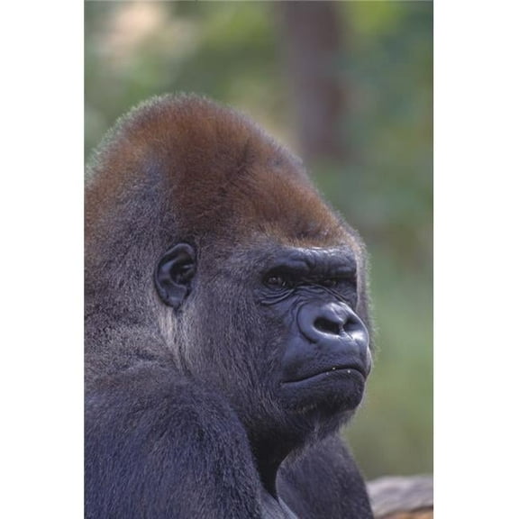 Portrait Of A Gorilla Poster Print