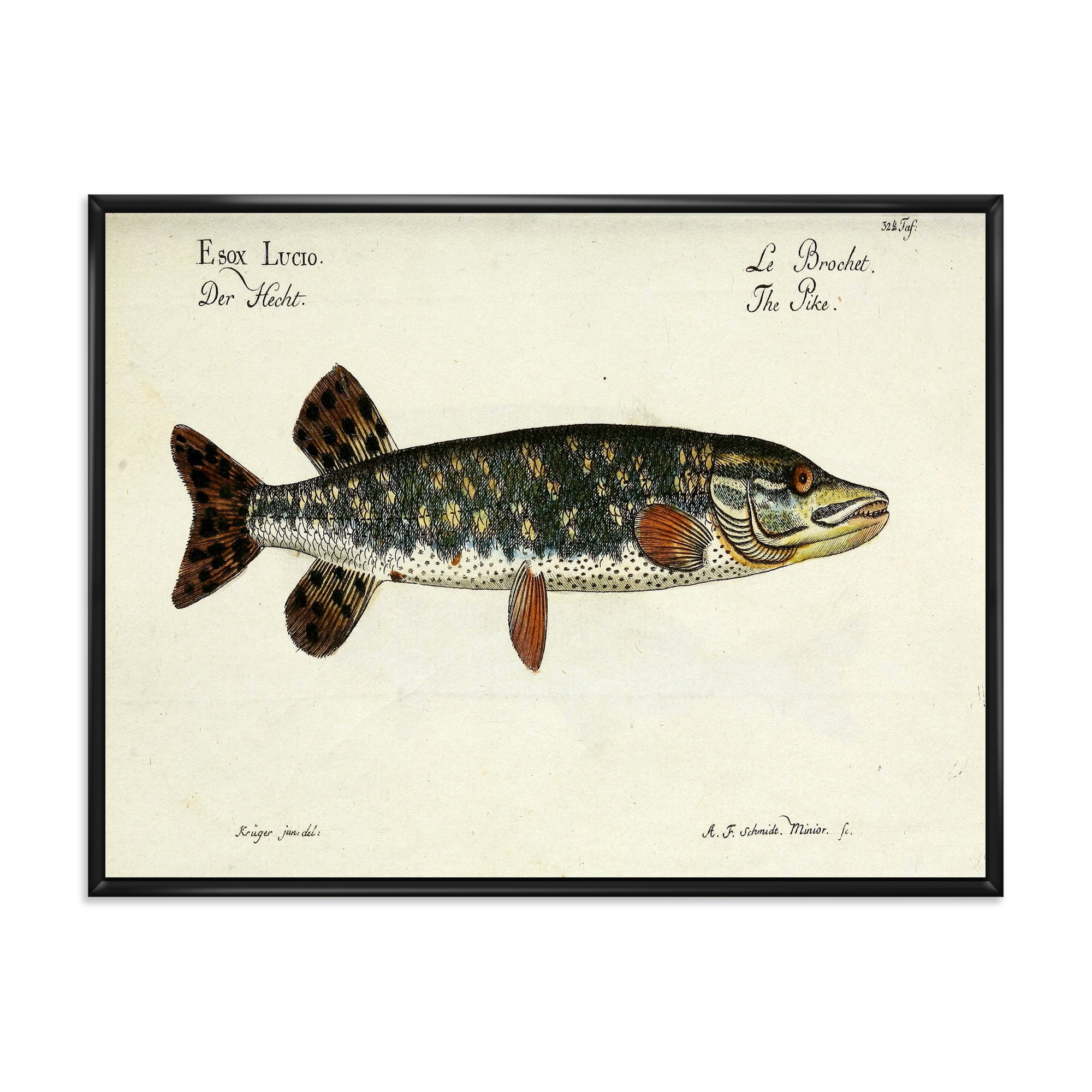 Portrait Of A Green Fish On Beige 20 in x 12 in Framed Painting Canvas Art Print, by Designart