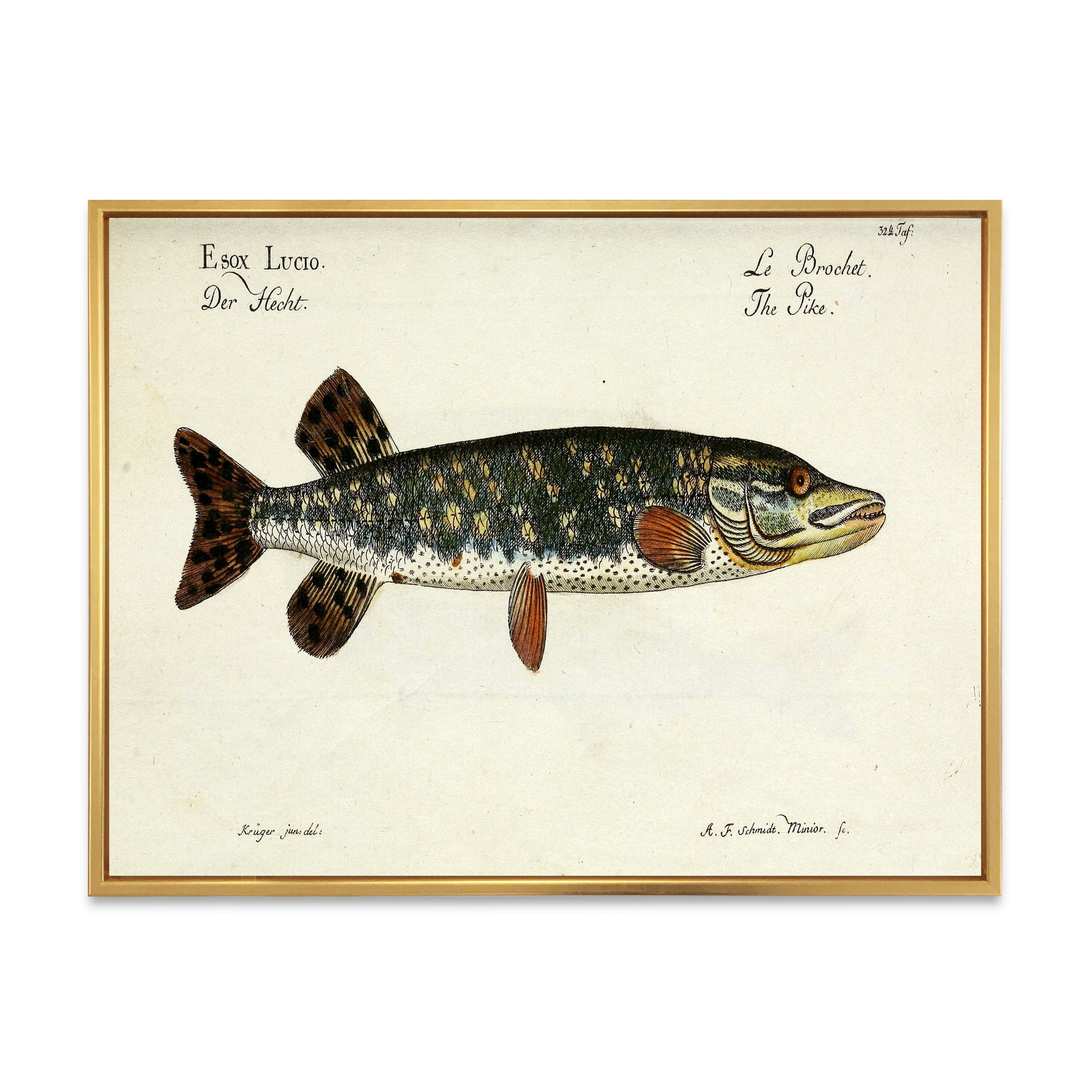 Portrait Of A Green Fish On Beige 40 in x 30 in Framed Painting Canvas Art Print, by Designart