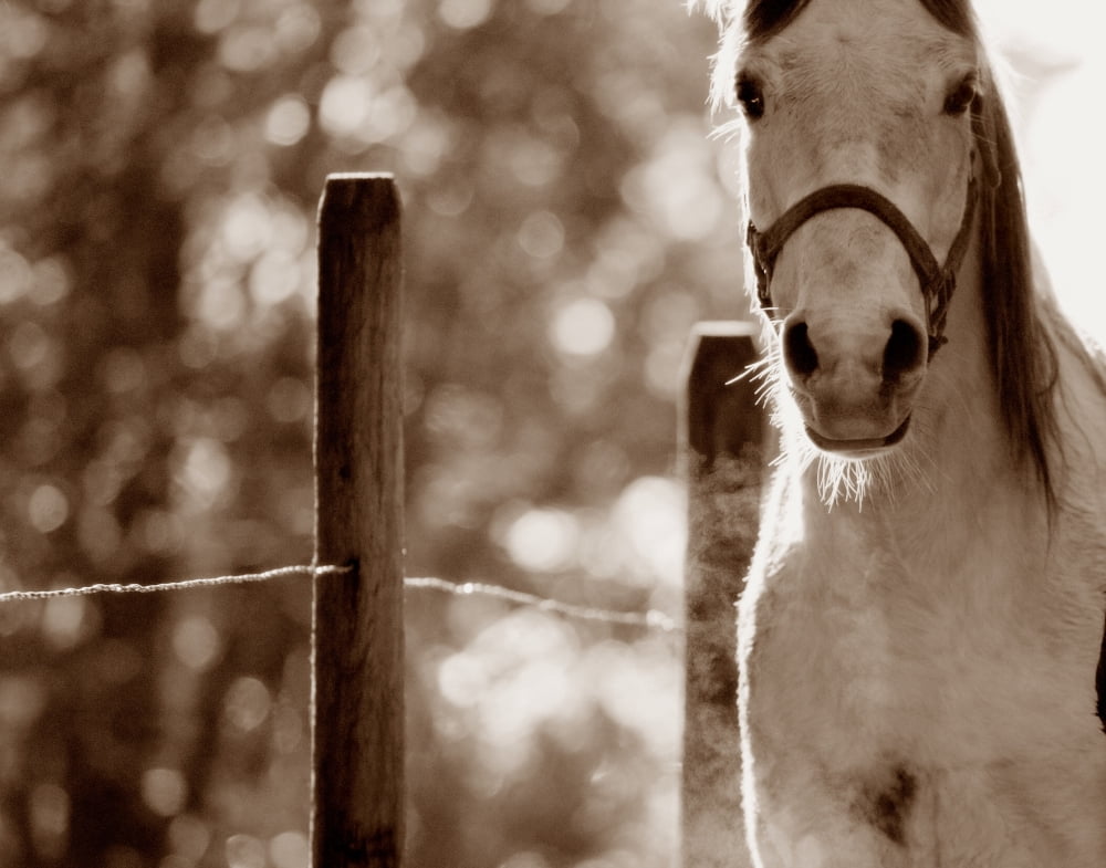 Portrait Of A Horse Canvas Art - Con Tanasiuk Design Pics (15 x 12)