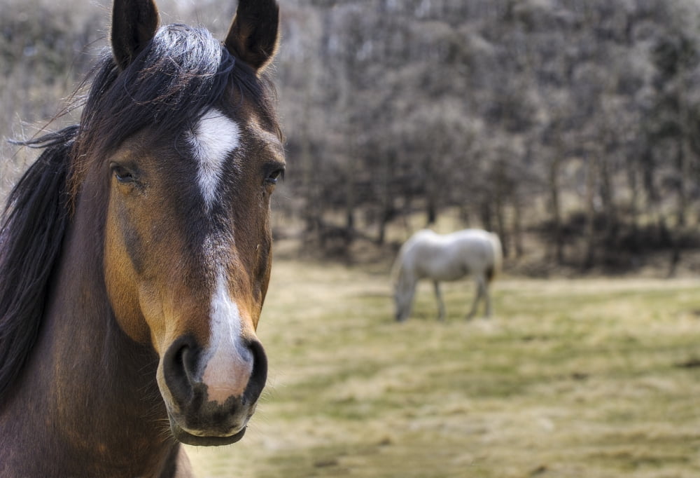 Portrait Of A Horse Canvas Art - Philippe Widling Design Pics (17 x 11)