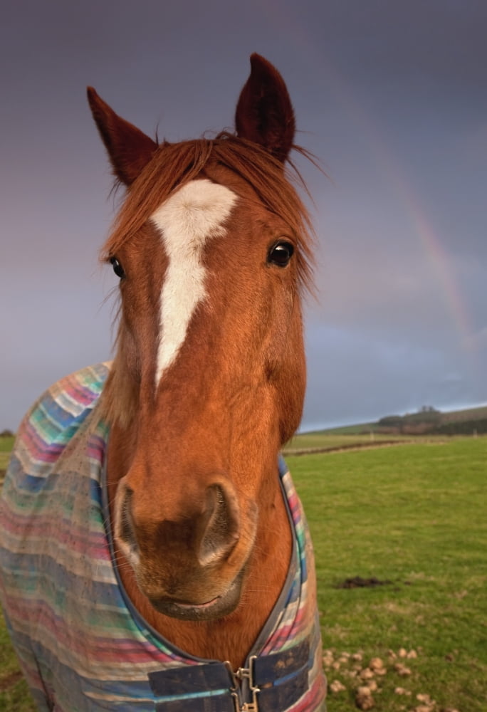 Portrait Of A Horse With A Rainbow In The Sky Canvas Art - John Short Design Pics (24 x 36)