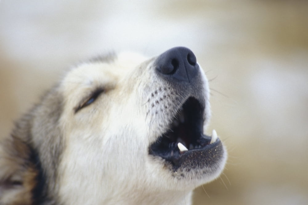Portrait Of A Howling Sled Dog Winter We Alaska Canvas Art - Keri Scaggs Design Pics (17 x 11)