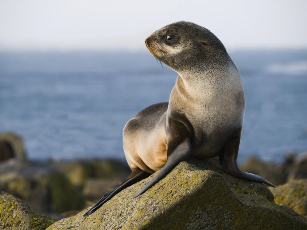 Portrait Of A Juvenile Northern Fur Seal St Paul Island Southwest Alaska Summer Canvas Art - John Gibbens Design Pics (16 x 12)
