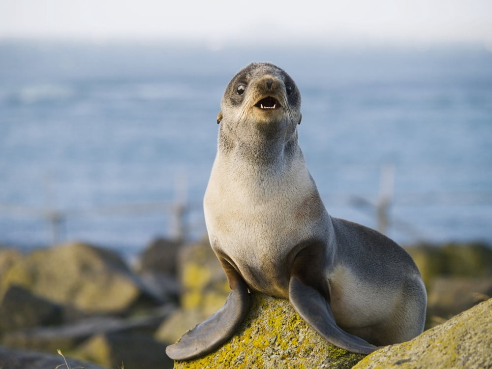 Portrait Of A Juvenile Northern Fur Seal St Paul Island Southwest Alaska Summer Canvas Art - John Gibbens Design Pics (17 x 12)