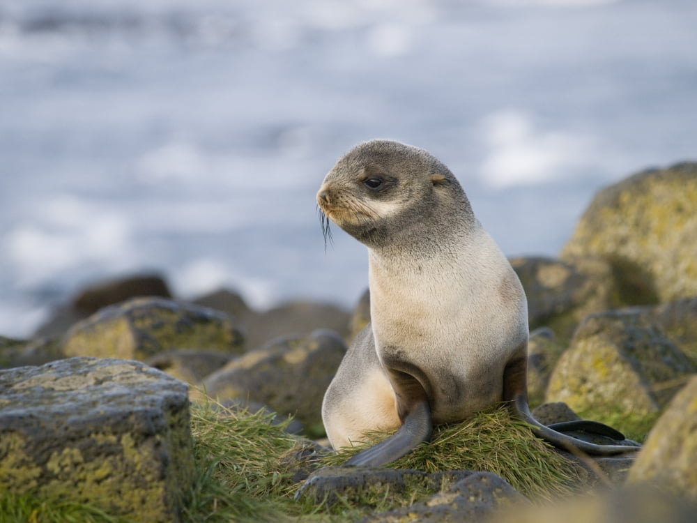 Portrait Of A Juvenile Northern Fur Seal St Paul Island Southwest Alaska Summer Canvas Art - John Gibbens Design Pics (34 x 24)
