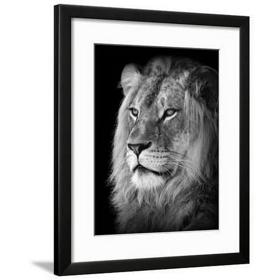 Portrait Of A Lion In Black And White, Animals Framed Art Print Wall Art by Reinhold Leitner Sold by Art.Com