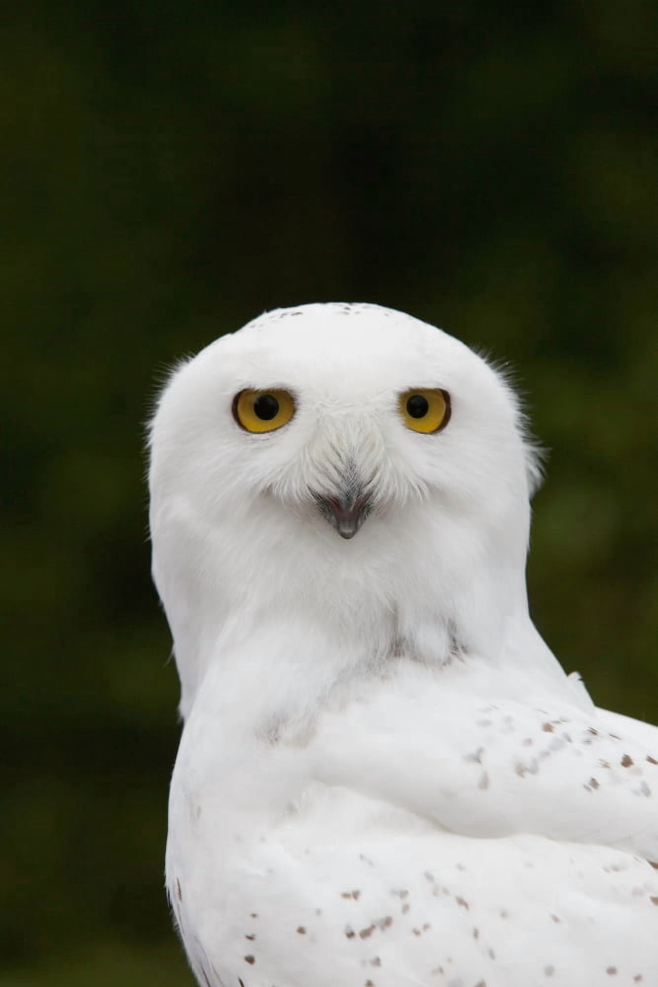 Portrait Of A Male Snowy Owl At Bird Tlc Anchorage Southcentral Alaska Summer Captive Canvas Art - Doug Lindstrand Design Pics (12 x 19)