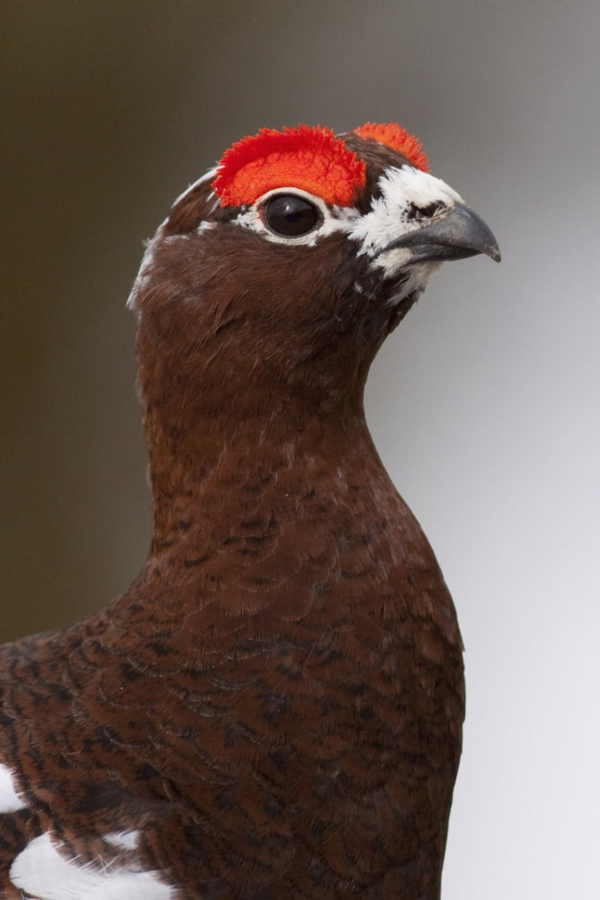 Portrait Of A Male Willow Ptarmigan During Spring In Interior Alaska Canvas Art - Doug Lindstrand Design Pics (12 x 19)