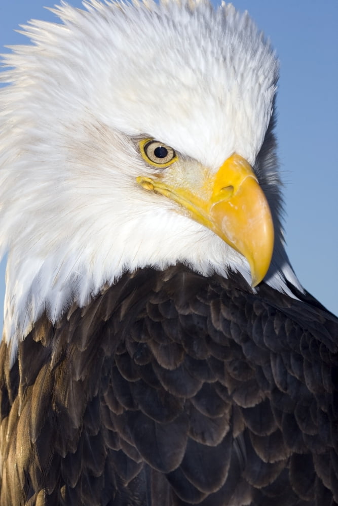Portrait Of A Mature Bald Eagle In Homer Alaska Canvas Art - Don Pitcher Design Pics (22 x 34)