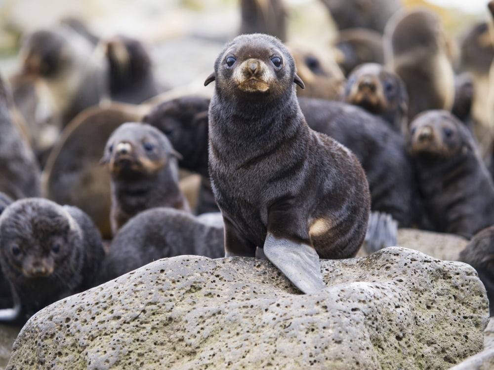 Portrait Of A Northern Fur Seal Pup St Paul Island Southwest Alaska Summer Canvas Art - John Gibbens Design Pics (16 x 12)