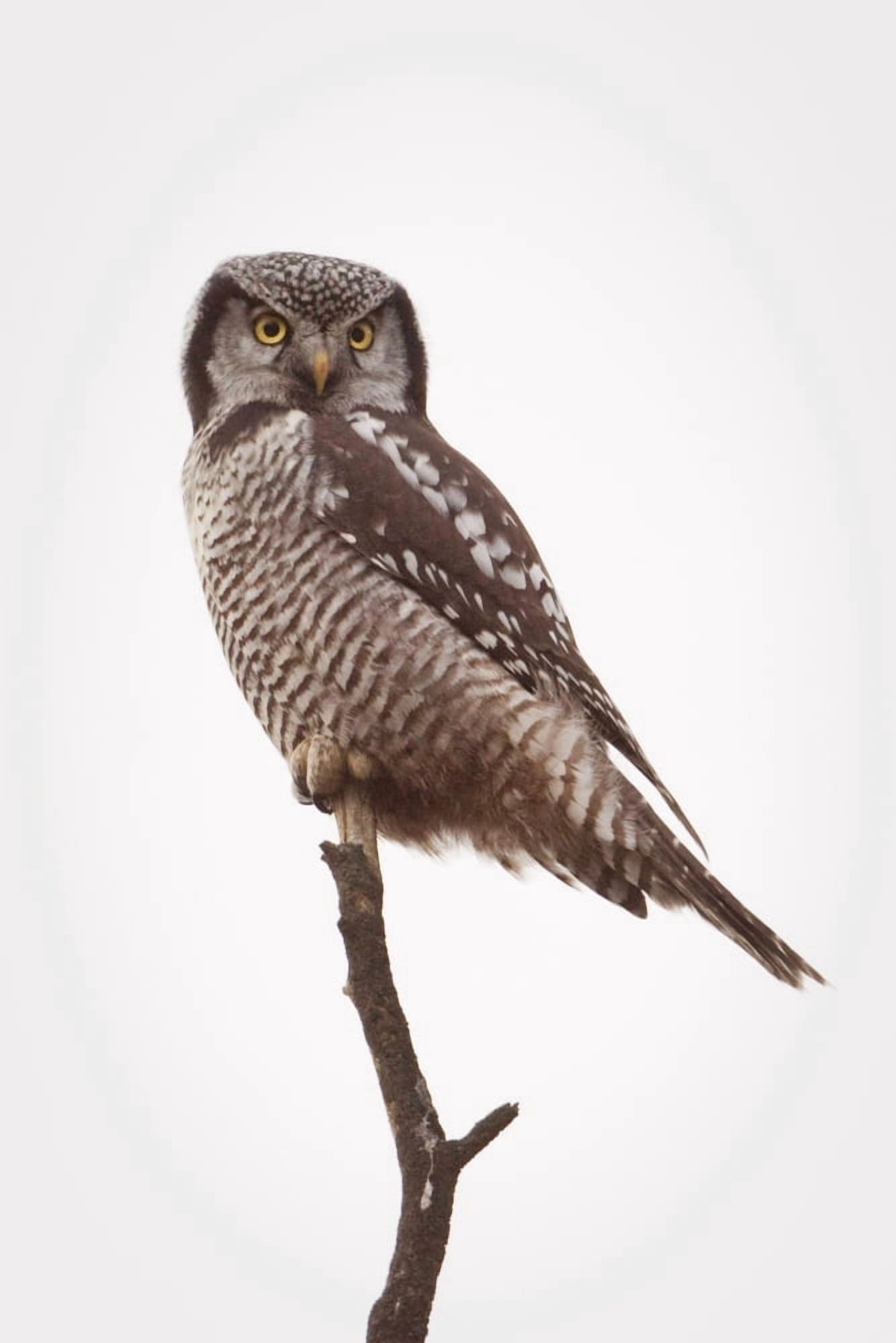 Portrait Of A Northern Hawk Owl Perched On A Dead Spruce Tree Denali National Park Interior Alaska Fall Canvas Art - Ken Baehr Design Pics (12 x 19)