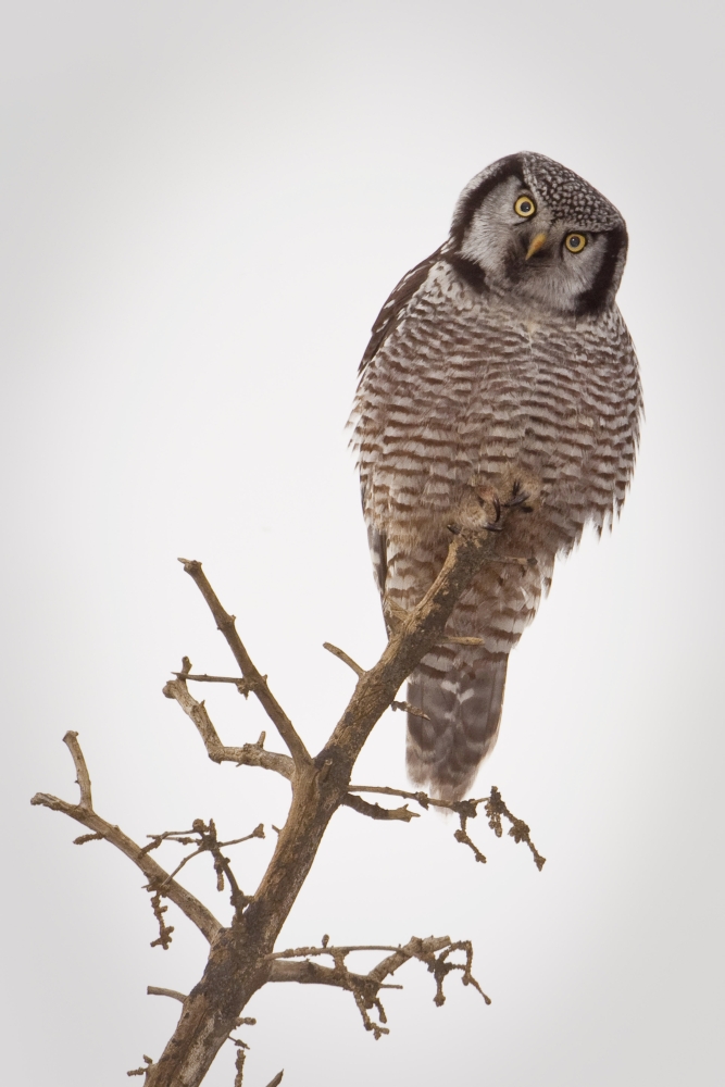 Portrait Of A Northern Hawk Owl Perched On A Dead Spruce Tree Denali National Park Interior Alaska Fall Canvas Art - Ken Baehr Design Pics (24 x 38)