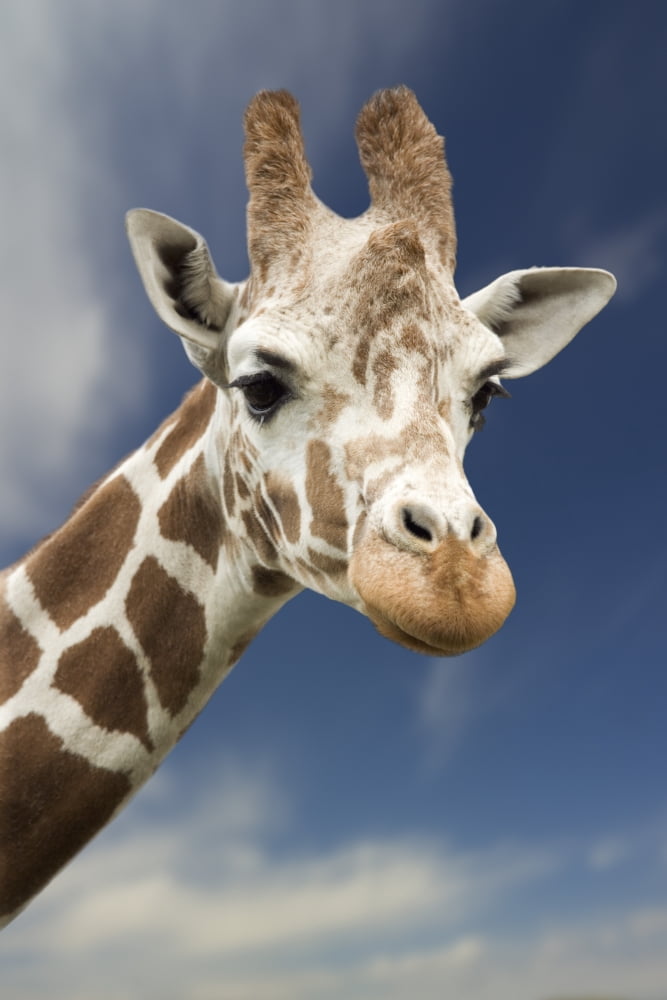 Portrait Of A Single Giraffe Canvas Art - Darren Greenwood Design Pics (22 x 34)