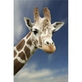 thumbnail image 1 of Portrait Of A Single Giraffe Poster Print, 1 of 2