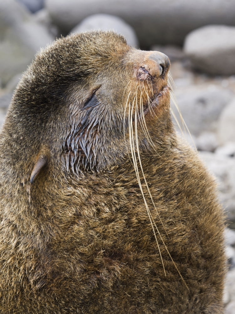 Portrait Of A Territorial Northern Fur Seal Bull St Paul Island Southwest Alaska Summer Canvas Art - John Gibbens Design Pics (12 x 17)