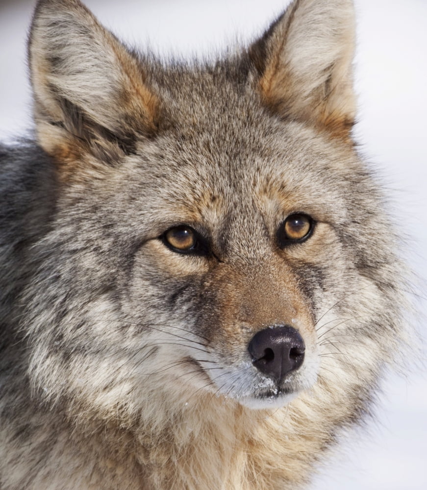 Portrait Of A Wild Coyote Near The Alaska Wildlife Conservation Center Southcentral Alaska Winter Canvas Art - Ken Baehr Design Pics (14 x 17)