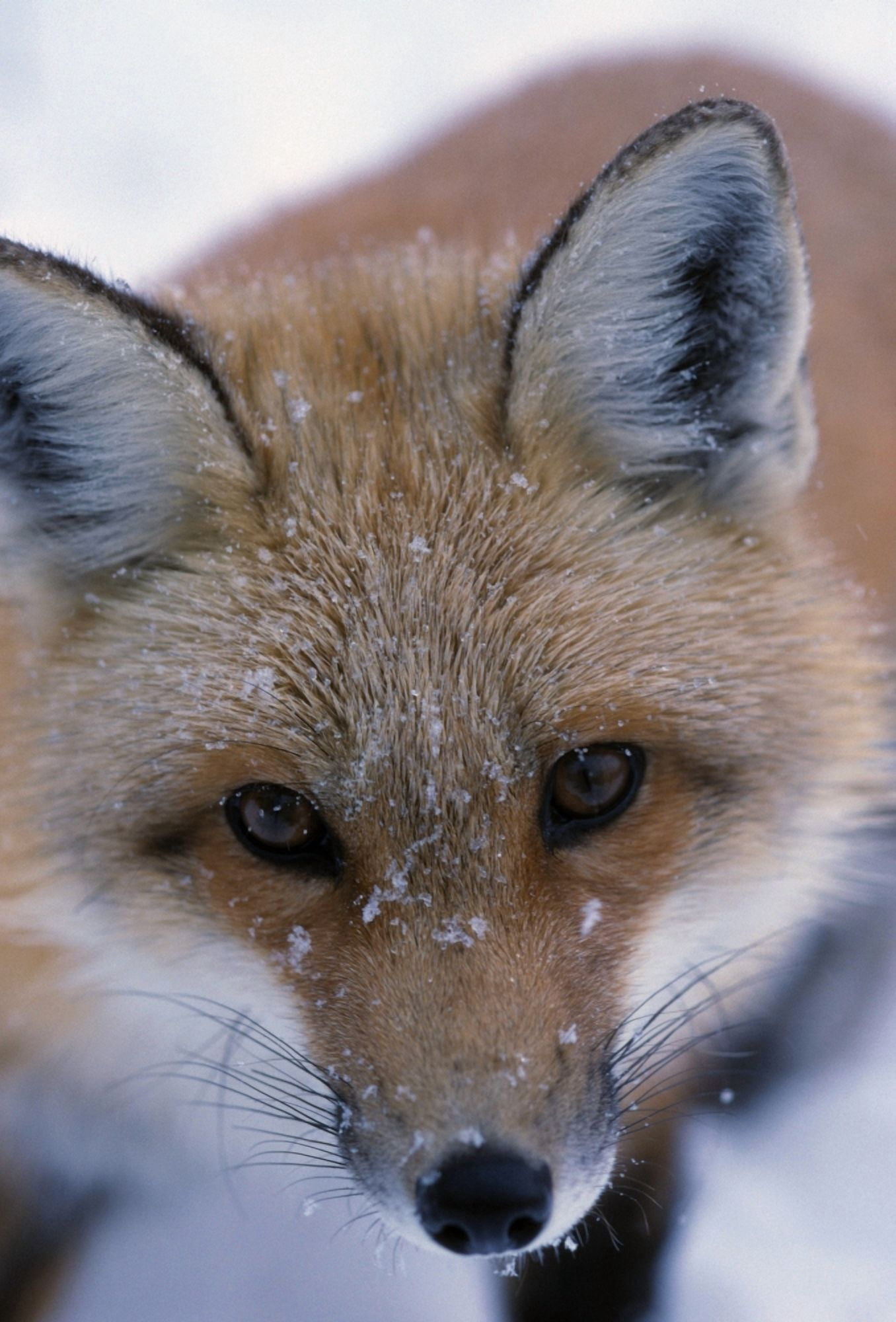 Portrait Of Adult Red Fox Canvas Art - Natural Selection Bill Byrne Design Pics (12 x 18)