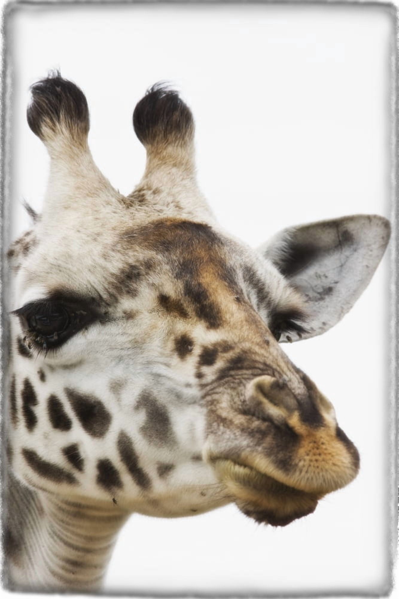 Portrait Of African Giraffe Canvas Art - Carson Ganci Design Pics (24 x 38)