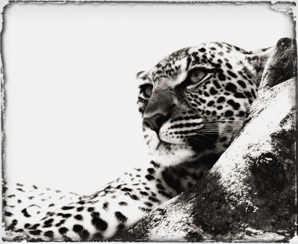 Portrait Of An African Leopard Botswana Africa Canvas Art - Carson Ganci Design Pics (17 x 13)