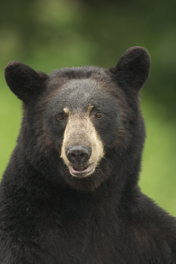 Portrait Of Black Bear Minnesota Summer DigitalNnot Captive Canvas Art - Calvin Hall Design Pics (12 x 19)