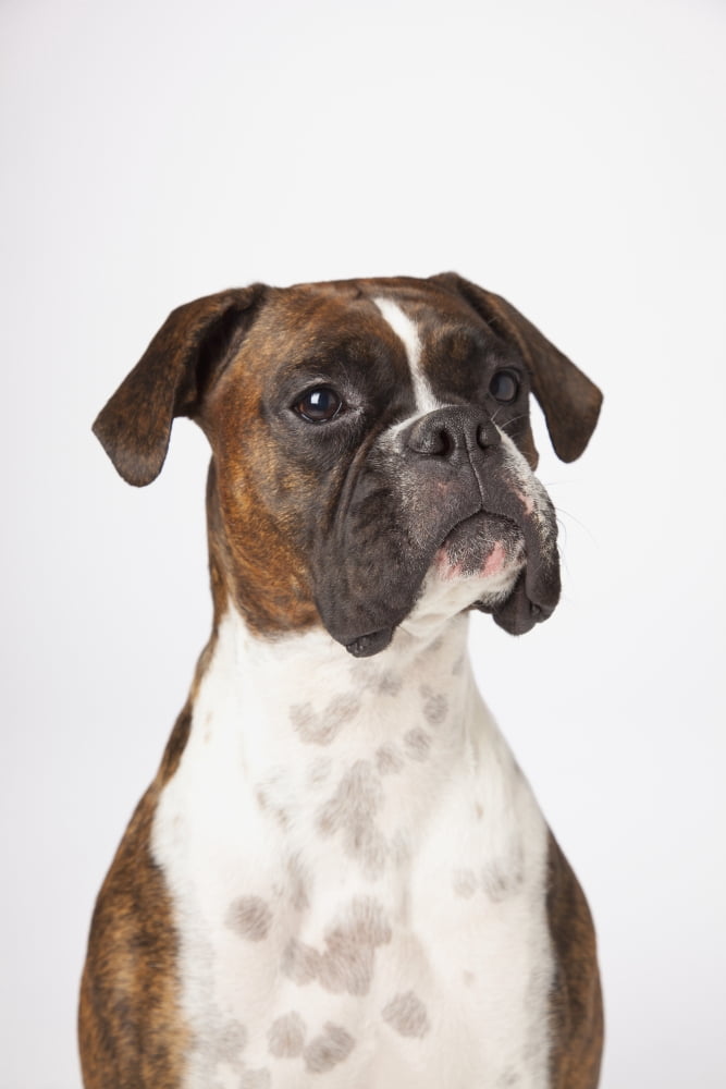 Portrait Of Boxer Dog On White Background Canvas Art - LJM Photo Design Pics (24 x 38)