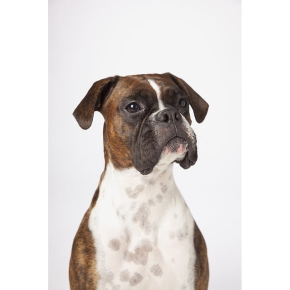 Portrait Of Boxer Dog On White Background Poster Print