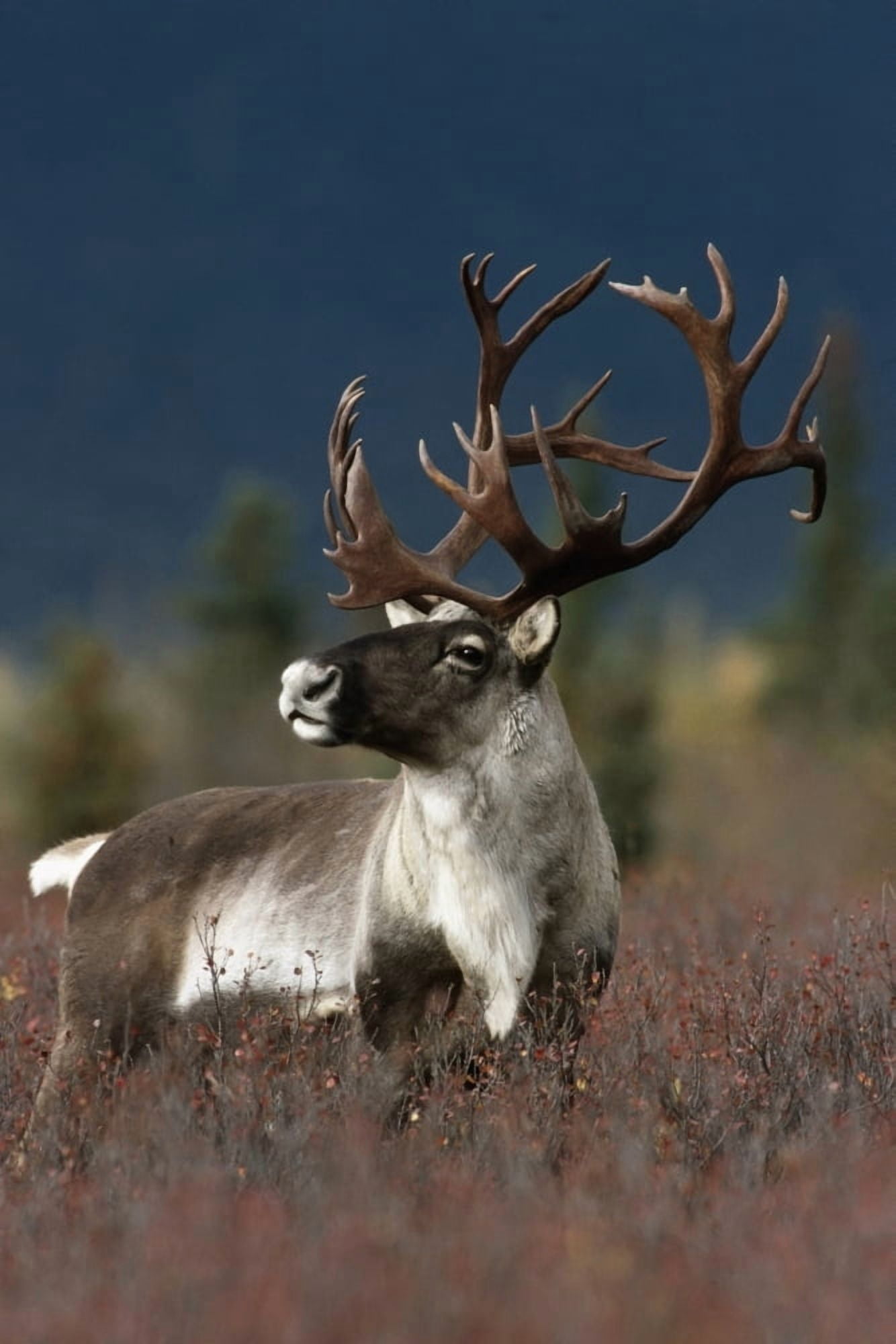 Portrait Of Bull Caribou Denali Np Ak In Autumn Canvas Art - Doug Lindstrand Design Pics (12 x 19)