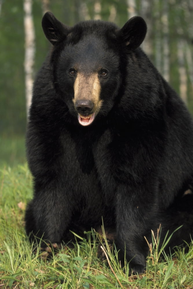 Portrait Of Captive Black Bear Minnesota Canvas Art - Michael DeYoung Design Pics (12 x 19)