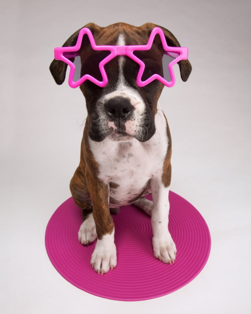Portrait Of Dog Wearing Star-Shaped Sunglasses Canvas Art - Leah Hammond Design Pics (12 x 15)