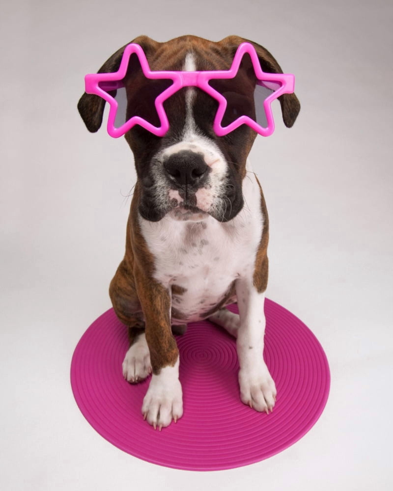 Portrait Of Dog Wearing Star-Shaped Sunglasses Canvas Art - Leah Hammond Design Pics (24 x 30)