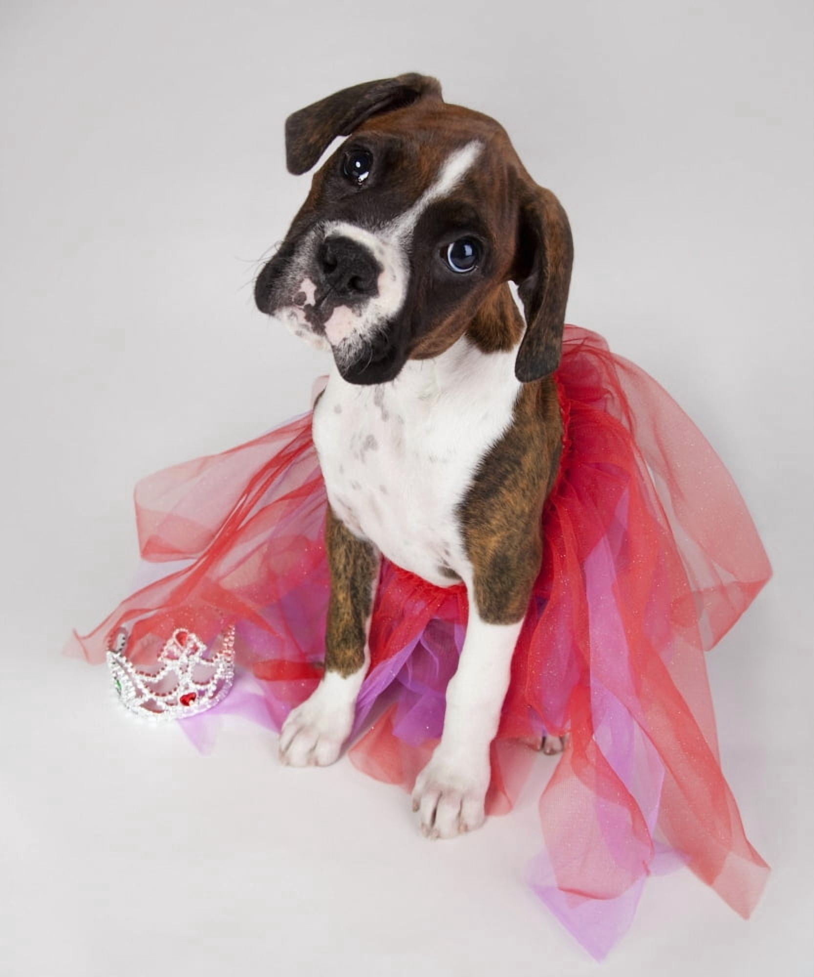 Portrait Of Dog Wearing Tutu Canvas Art - Leah Hammond Design Pics (12 x 15)