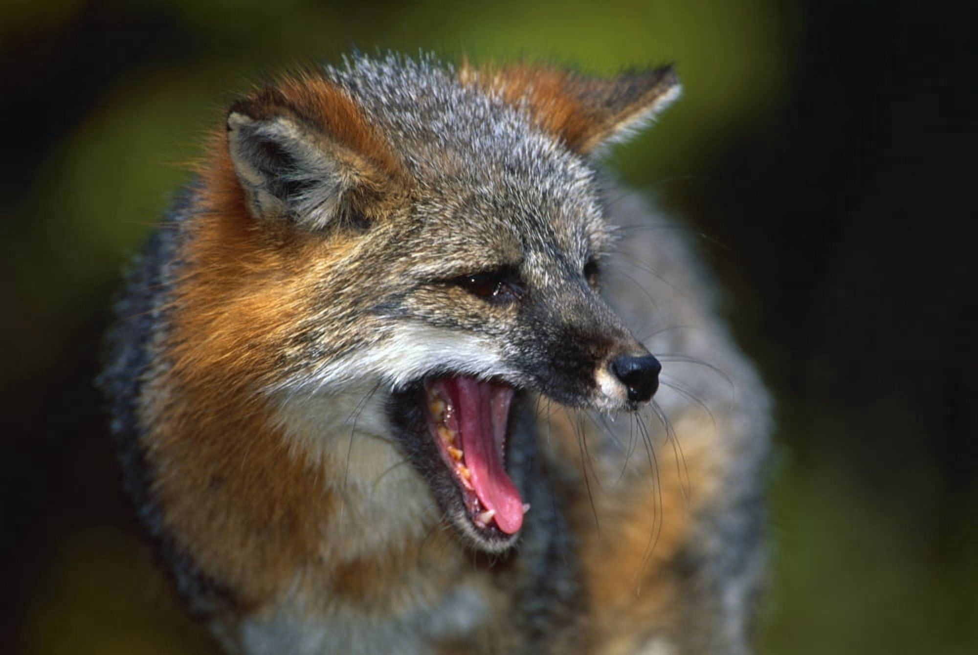 Portrait Of Gray Fox Barking Canvas Art - Natural Selection William Banaszewski Design Pics (18 x 12)