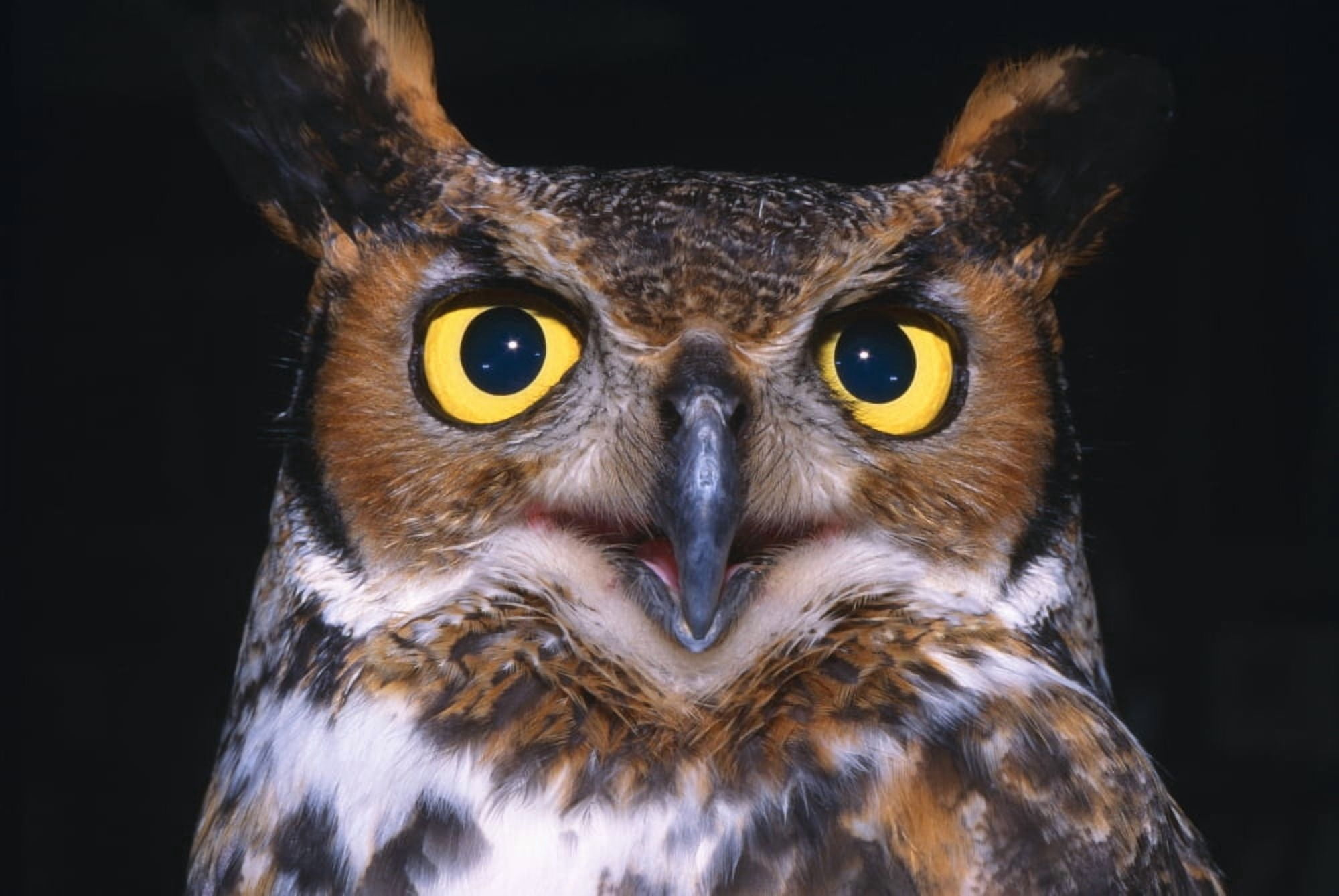 Portrait Of Great Horned Owl Canvas Art - Natural Selection David Spier Design Pics (18 x 12)