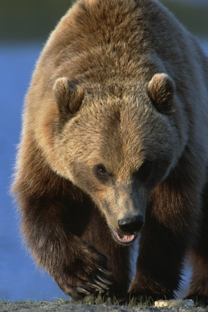 Portrait Of Grizzly Walking Forward Sc Ak Captive Summer Big Game Alaska Canvas Art - Doug Lindstrand Design Pics (11 x 17)