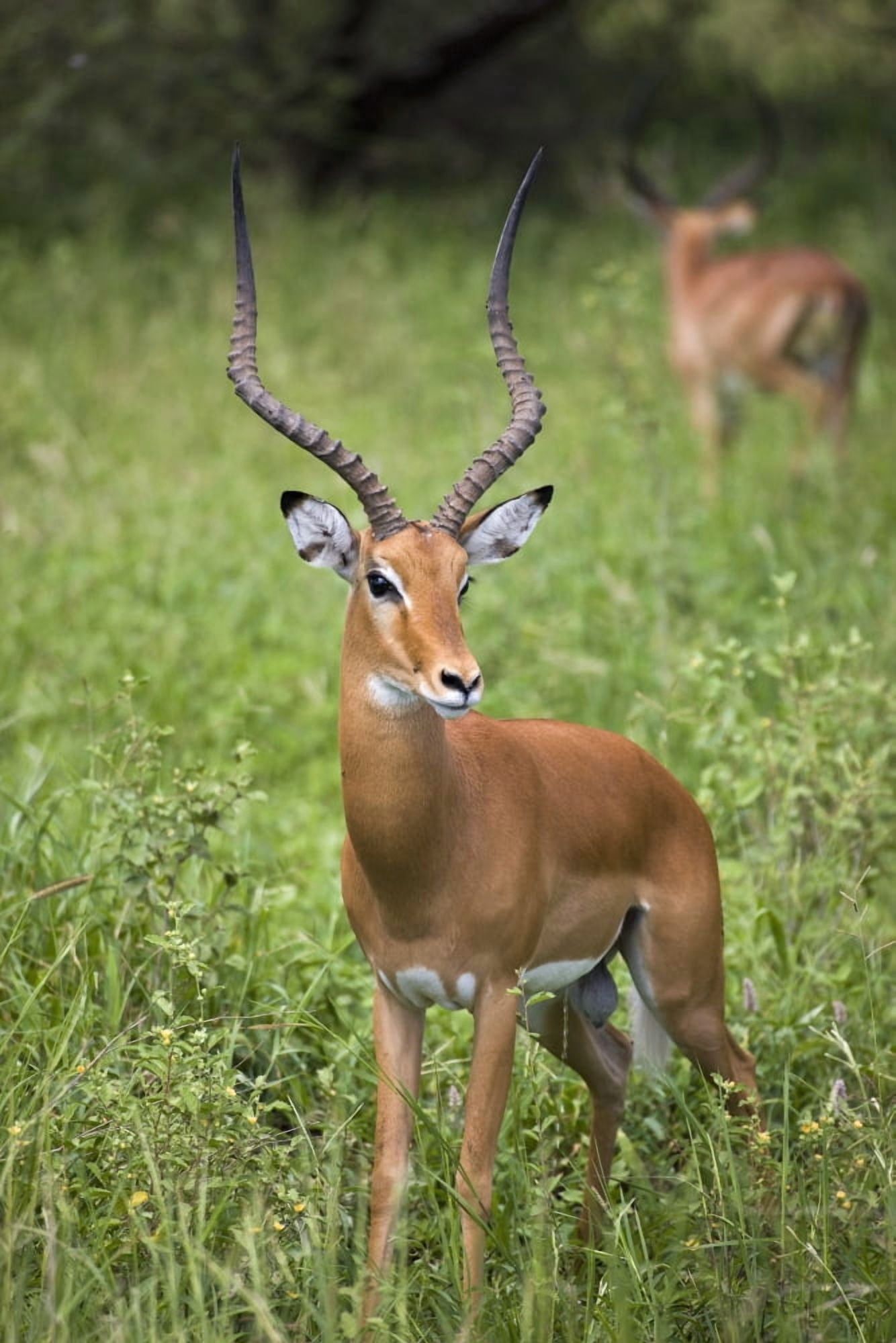 Portrait Of Impala Serengeti National Park United Republic Of Tanzania Canvas Art - Carson Ganci  Design Pics (12 x 19)