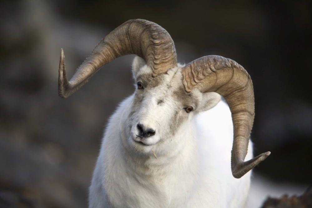 Portrait Of Large Ram During Winter Near Sheep Mountain Kluane National Park Yukon Territory Canada Canvas Art - Milo Burcham Design Pics (17 x 11)