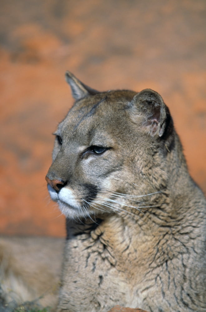 Portrait Of Mountain Lion Canvas Art - Natural Selection David Ponton Design Pics (24 x 36)