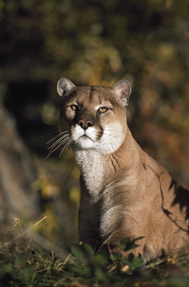 Portrait Of Mountain Lion Idaho Usa Canvas Art - David Ponton Design Pics (12 x 19)
