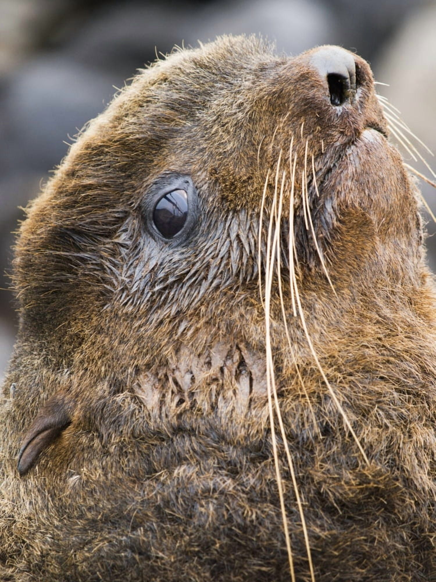 Portrait Of Northern Fur Seal Bull St Paul Island Southwestern Alaska Summer Canvas Art - John Gibbens Design Pics (12 x 17)